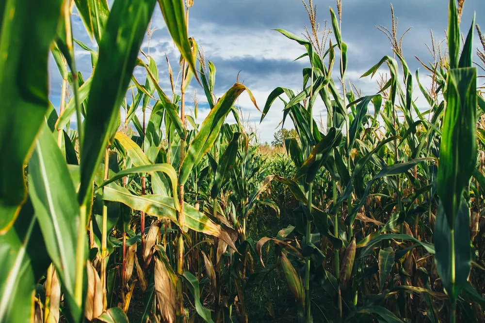 Issues in Global Hunger: Tackling Corn Disease